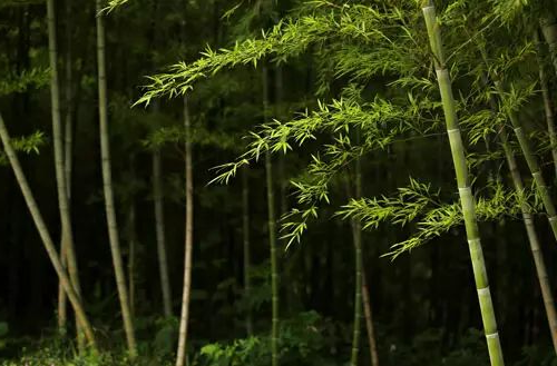澳门博彩官网