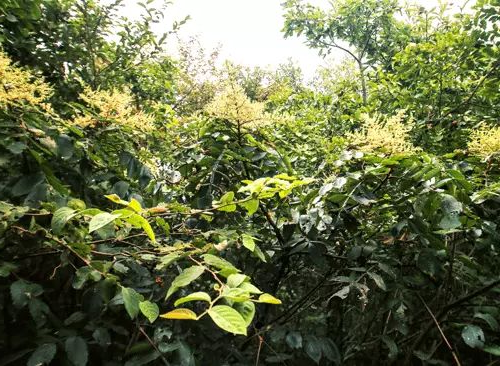 澳门博彩官网